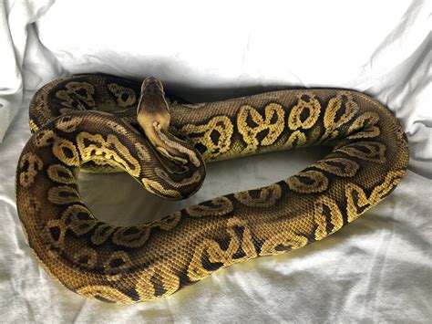 Black Pewter Ball Python By Jw Reptiles Morphmarket