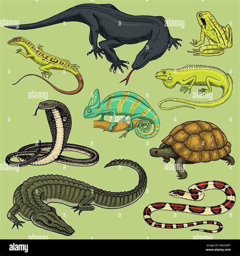 Set Of Reptiles And Amphibians Wild Crocodile Alligator And Snakes