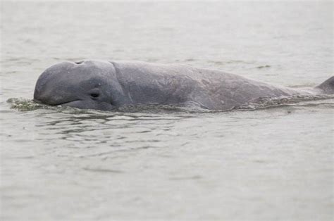 Irrawaddy River Dolphins And Endangered Animals