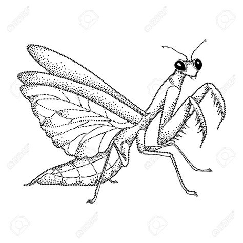 Mantis Religiosa Clipart 20 Free Cliparts Download Images On