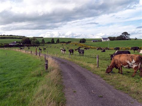 A Country Road Between Farm Fields In Ireland In Summer A Herd Of Cows