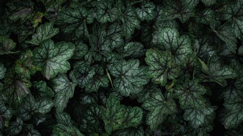 Download Wallpaper 3840x2160 Plant Leaves Veins Green Macro 4k Uhd