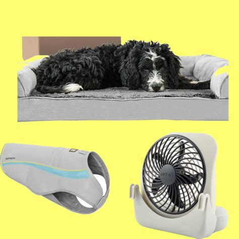 5 Best Cooling Dog Accessories For Small Dogs