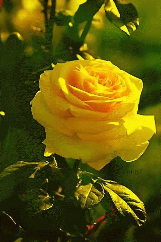 Best good morning (gif) card. Yellow Rose GIFs | Tenor