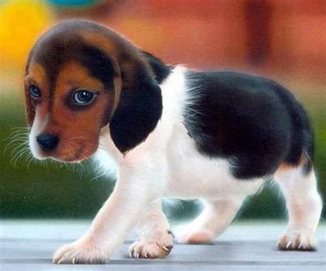 20 Cute Puppy Pictures Cuteness Overflow