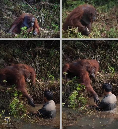 The Cuddly Orangutan Offers A Helping Hand To The Man Stuck In Mud