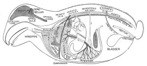 elderbuns and what goes on inside as rabbits get older