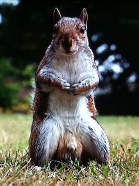 Whats Wrong With This Squirrels Nuts The Poke