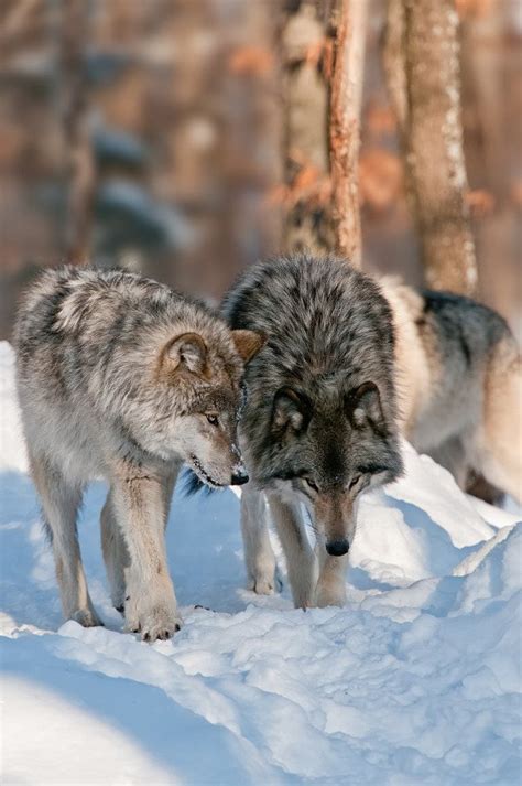 Kočka divoká byla v česku kvůli lovu téměř vyhubena, na území čech a hledá se kočka divoká. Hourly Wolves on | Vlk, Kotě