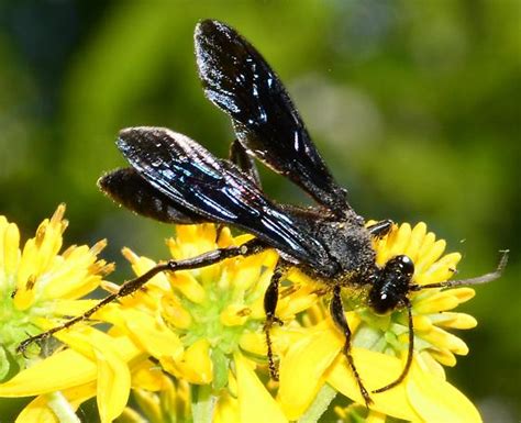 Great Black Wasp Sphex Pensylvanicus Bugguidenet