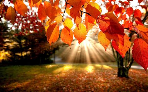 Осенний лес листва в свете лучей обои для рабочего стола картинки