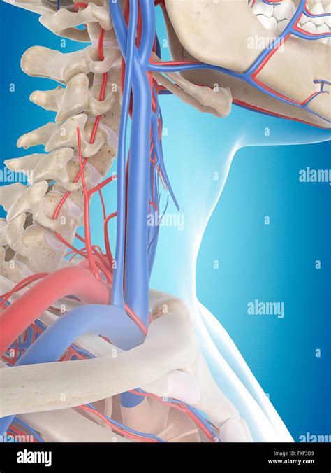 Human Vascular System Of The Neck Computer Illustration Stock Photo
