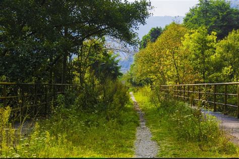 Forest Path Between Wooden Fence Free Image Download