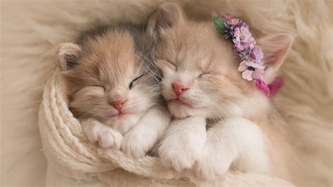 Newborn Kitten Wallpapers Top Free Newborn Kitten Backgrounds