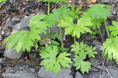 Coltsfoot (tussilago farfara) is a perennial plant that grows up to 12 inches in height. Palmate Coltsfoot: Another Mystery Solved