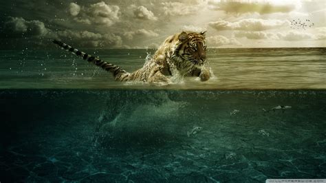 Online Crop Tiger In Body Of Water Digital Wallpaper Tiger Animals