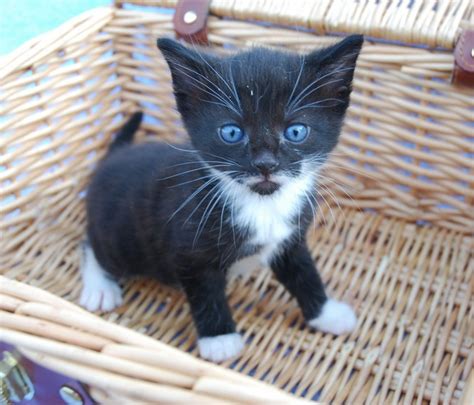 Black And White Tuxedo Kittens Just Gorgeous Leicester