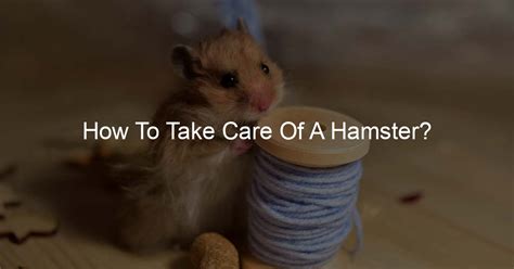 How To Take Care Of A Hamster Hamsters Day
