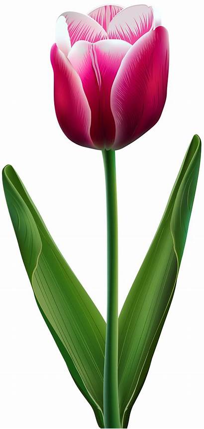 Transparent Clip Tulip Clipart Flowers Yopriceville Previous
