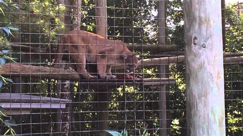 Petition · Increase The Area Given To Cougars At The Toronto Zoo To