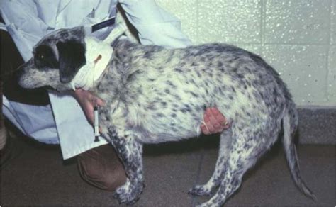 Signs of hyperadrenocorticism occur with some frequency in dogs treated with. Insights into Veterinary Endocrinology: Q & A ...