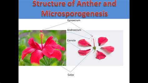 Neet 2023 Structure Of Anther And Microsporogenesis Youtube