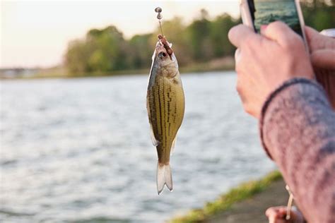 Best Live Bait For Freshwater Fishing Fishmaster Blog