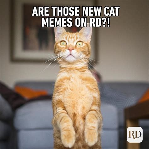 Posts about cat memes written by cleanmemes. 45 Cat Memes You'll Laugh at Every Time | Reader's Digest