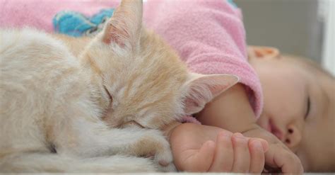 Alergia A Los Gatos Causas Diagnostico Y Tratamiento