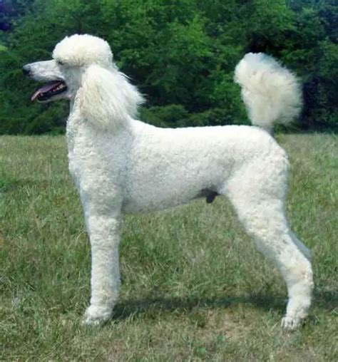 Dogs With Big And Long Nosessnouts Breeds Pictures Petaddon