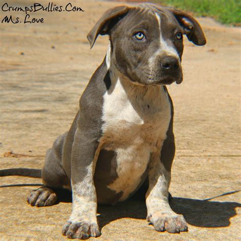 If you are interested in a purchasing a puppy from us, check out our available pocket bully puppies for sale now before they're all reserved. American Bully Pitbull Puppy for sale (Ms Love) | Crump's ...
