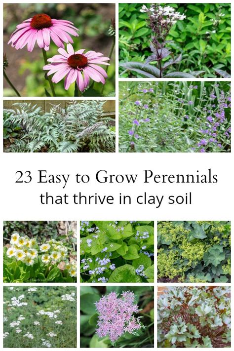 Easy To Grow Perennials For Clay Soil
