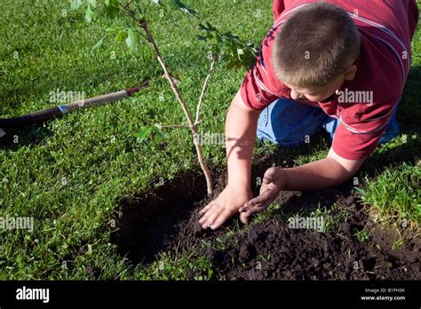 Boy Planting White Oak Tree Stock Photo Alamy