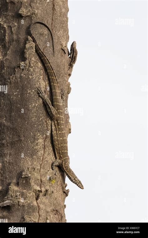 West African Nile Monitor Lizard Varanus Stellatus Climbing A Tree In