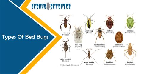 Bed Bug Identification Chart