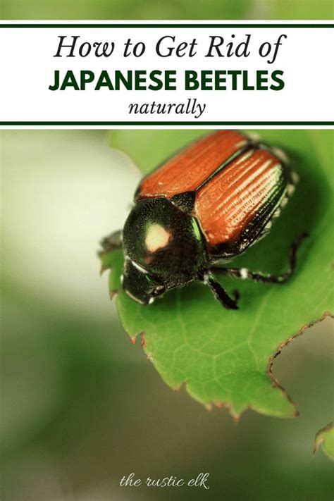 9 Tips To Naturally Get Rid Of Japanese Beetles Japanese Beetles