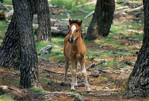 Wild Colt Photograph By Philippe Psailascience Photo Library Pixels