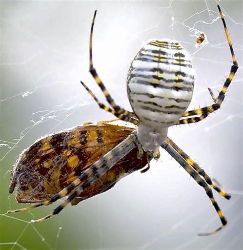 The spider species argiope trifasciata, commonly known as banded garden spider, belongs to the genus argiope, in the family araneidae. A Banded garden spider from Justin, Texas | Bugs In The News
