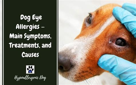 Dog Eye Allergies Main Symptoms Treatments And Causes