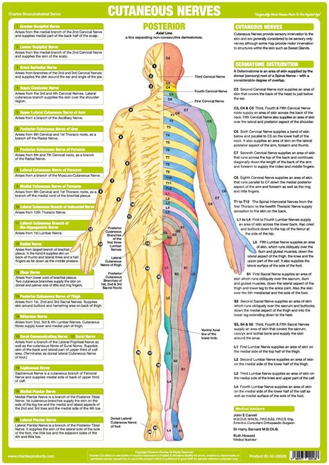 Nervous System Anatomy Posters Set Of 6