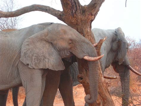 Sekilas tentang patih gajah mada kaskus via kaskus.co.id. Cara Tidur Aneh Binatang Liar Yang Tidak Pernah ...