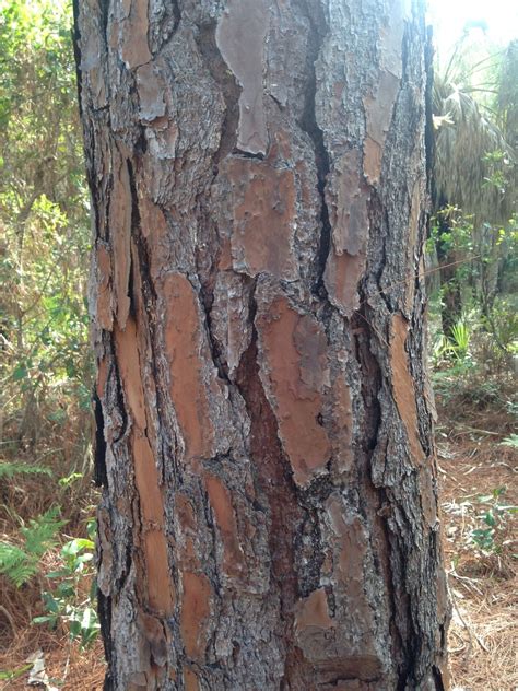 Slash Pine Spc Florida Plants N · Inaturalist