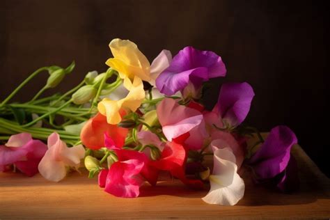 Sweet Pea Flower Meaning Symbolism And Spiritual Significance Foliage