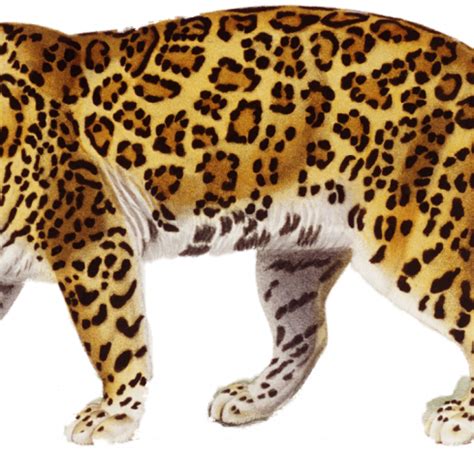 Cute Clipart Jaguar Cute Jaguar Transparent Free For Download On