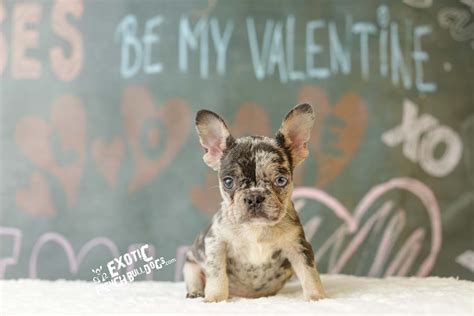 Initial costs for raising a french bulldog. Blue Tri Merle French Bulldog Puppy For Sale- French ...