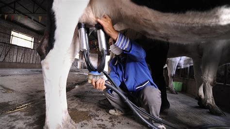 Modified Cows Produce Human Milk