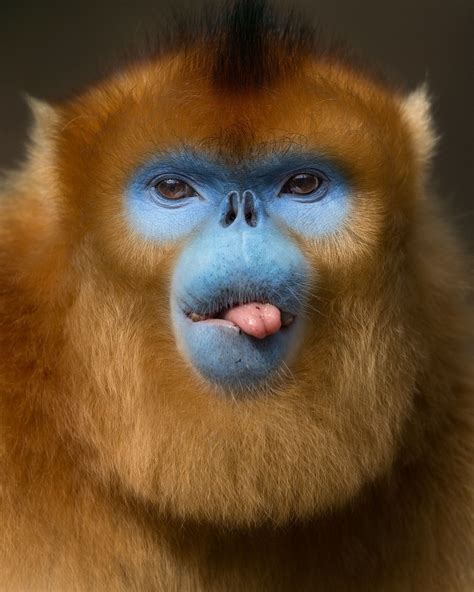 Golden Monkey From The Mountains Of China Golden Snub Nosed Monkey