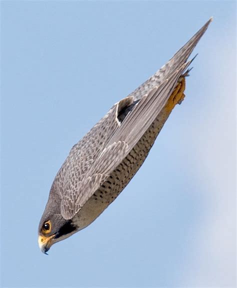 Peregrine Falcon Falco Peregrinus In 2020 Birds Of Prey Beautiful