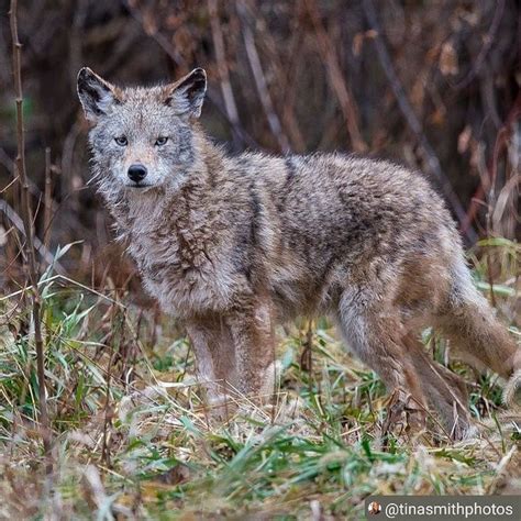 Coyote Watch Canada On Instagram Wet From Rain Or Dry From The Suns