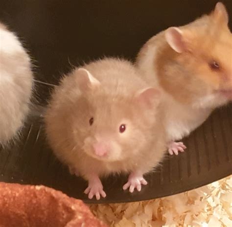 Female Baby Syrian Hamster Looking For New Homes In Forest Town